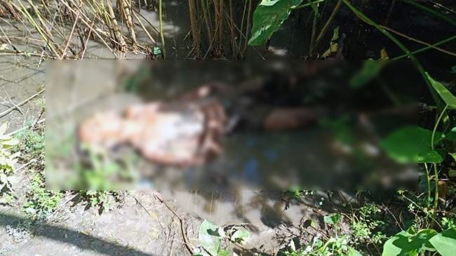 শ্বশুরবাড়ির পাশের পাটক্ষেতে পড়েছিল জামাইয়ের লাশ