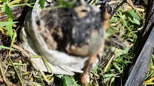 শ্যালিকার জন্য স্ত্রীর লাশ গুম : ১০ মাস পর রহস্য উদঘাটন