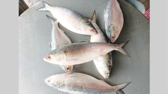 পদ্মার ৬ ইলিশ বিক্রি হলো ১৮ হাজার টাকায়!
