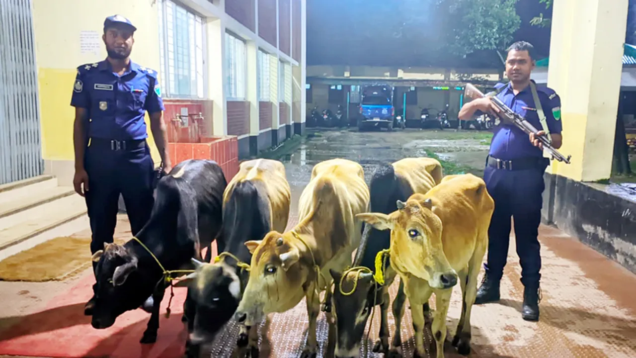 কোম্পানীগঞ্জে ৫টি ভারতীয় গরু জব্দ, ৬ জনের বিরুদ্ধে মামলা