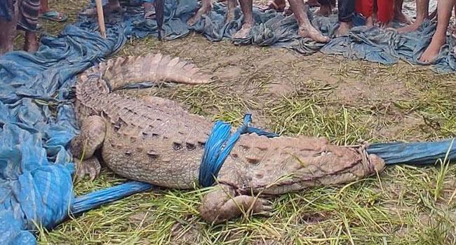 অবশেষে গ্রামবাসীর জালে ধরা পড়লো সেই কুমির