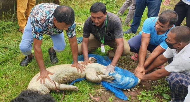 ফরিদপুরের কুমিরটি বঙ্গবন্ধু সাফারি পার্কে অবমুক্ত