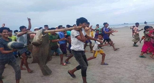 সেন্টমার্টিনে ধরা পড়েছে ৬২ কেজির কোরাল, ৫০ হাজারে বিক্রি
