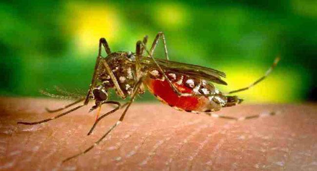গত ২৪ ঘণ্টায় হাসপাতালে ভর্তি আরো ২৫৭ ডেঙ্গু রোগী