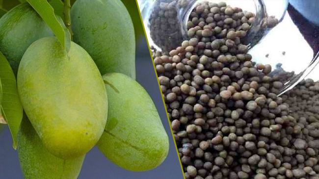 বাংলাদেশের আনতে চায় ডিএসপি, রাশিয়া চায় আম