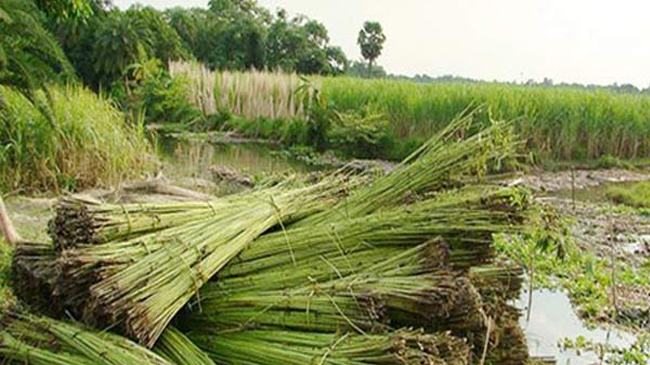 পাটের আটির নিচে মিলল নিখোঁজ শিশুর লাশ