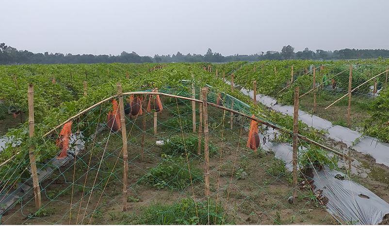 তরমুজ চাষে সফলতার স্বপ্ন বুনছে পাঁচ বন্ধু