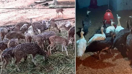 চিড়িয়াখানার হরিণ ও ময়ূর বিক্রি হচ্ছে : কিনতে মানতে হবে যেসব শর্ত