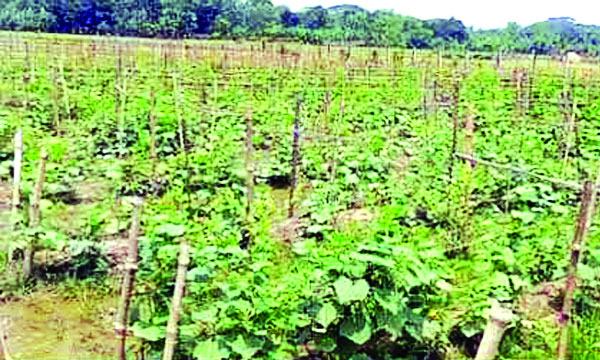 একই জমিতে একাধিক কৃষকের একাধিক ফসল