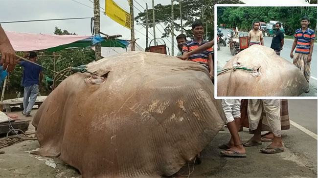 বঙ্গোপসাগরে ধরা পড়লো ১০ মণ ওজনের ‘শাপলাপাতা’ মাছ
