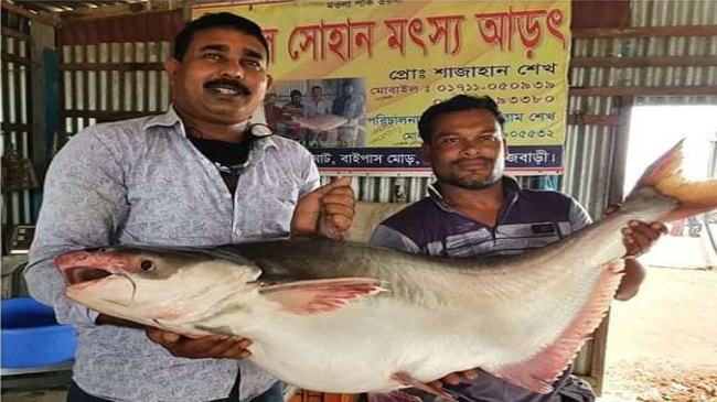 পদ্মায় পাওয়া বিশাল পাঙ্গাসটি বিক্রি হয়েছে ৩১ হাজার টাকায়