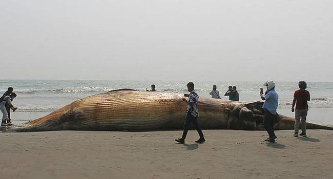 আবারো কক্সবাজারের সৈকতে বিশাল মৃত তিমি