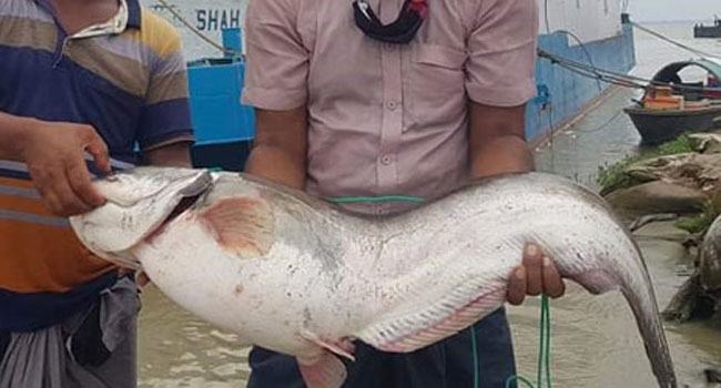 এক বোয়ালের দাম ৩৫ হাজার টাকা