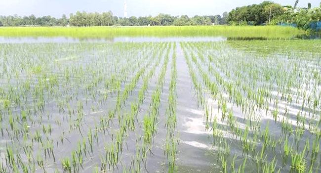 বানের পানিতে ডুবছে কৃষকের স্বপ্ন