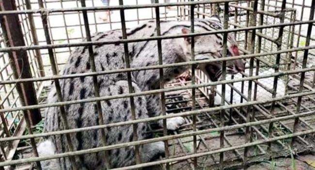 বিড়াল ধরার ফাঁদে আটকা মেছোবাঘ