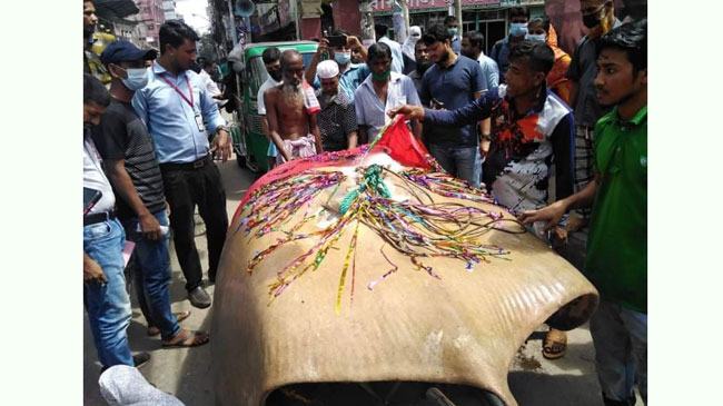 বরিশালে ১৩ মণ ওজনের শাপলা পাতা মাছ বিক্রি করতে মাইকিং