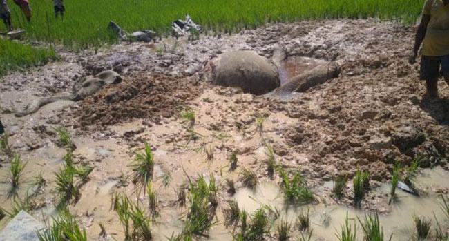 রামুতে বন্যহাতির খণ্ড-বিখণ্ড মৃতদেহ উদ্ধার, গ্রেফতার ১