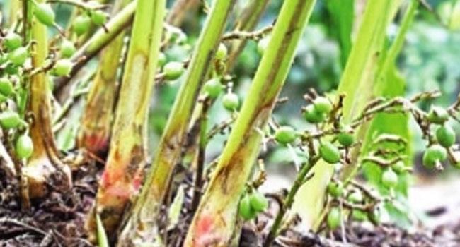 মিরসরাইয়ে এলাচের চাষ করছেন ওমর শরীফ