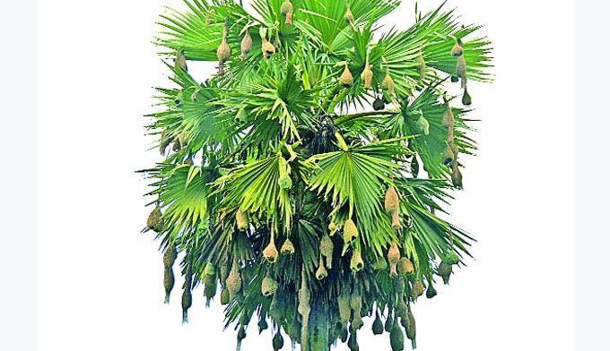বাবুই পাখির জন্য তাল গাছটাই কিনে ফেললেন কৃষক