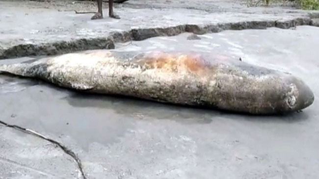 কুয়াকাটা সমুদ্র সৈকতে ভেসে এলো মৃত ডলফিন