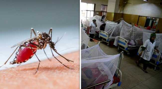 ডেঙ্গুতে মৃতের সংখ্যা বেড়ে ৪৮, নতুন ৩৩০ জন হাসপাতালে