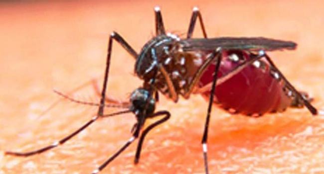 গত ২৪ ঘণ্টায় ২৫৫ নতুন ডেঙ্গু রোগী হাসপাতালে ভর্তি