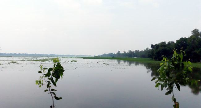শ্রীবরদীতে বিস্তীর্ণ জমির ফসল বন্যার পানিতে প্লাবিত