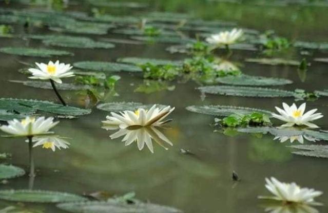 বিলুপ্তির পথে জাতীয় ফুল শাপলা
