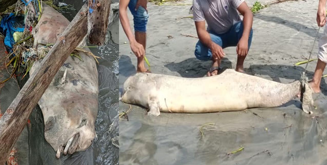 কুয়াকাটা সৈকতে আবারো ভেসে এলো দুটি মৃত ডলফিন