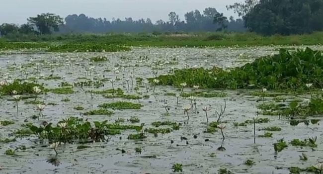 ঠাকুরগাঁওয়ের লাল শাপলা হারানোর পথে
