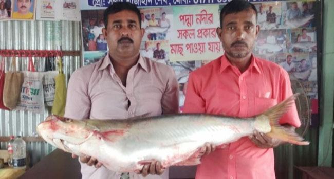 এক ঢাই মাছের দাম ৩৮ হাজার টাকা