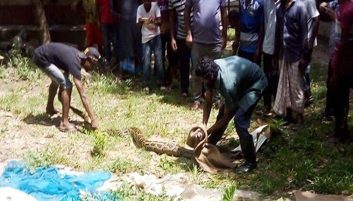 বসতবাড়ি থেকে ৩০ কেজি ওজনের অজগর উদ্ধার