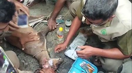 প্রাণ বাঁচাতে ছুটে এলো মায়া হরিণ