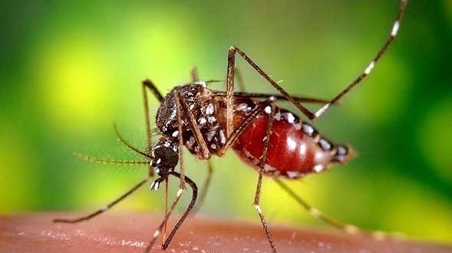 কিছুটা কমেছে করোনা, বাড়ছে ডেঙ্গু