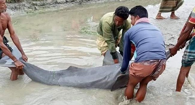 জেলের জালে আটকা পড়লো ৫ মণ ওজনের বিরল প্রজাতির প্রাণী