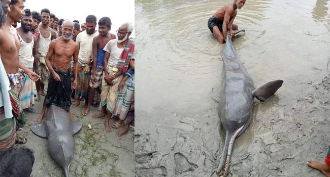 তিস্তার জলজ প্রাণিটি তিমির বাচ্চা না ডলফিন?