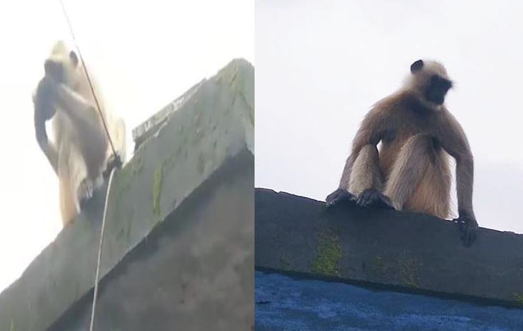 খাবারের খোঁজে ছুটে বেড়াচ্ছে মুখপোড়া হনুমান