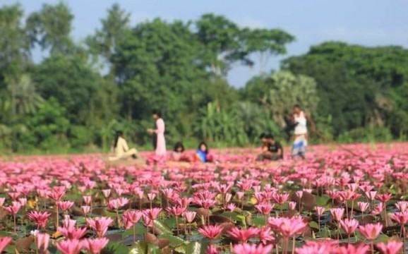 চোখ জুড়ানো লাল শাপলা হারিয়ে যাচ্ছে