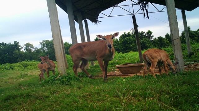 গাজীপুরের বঙ্গবন্ধু শেখ মুজিব সাফারী পার্কে আশা জাগিয়েছে ‘নীলগাই’