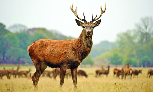 কিল্যারনি জাতীয় উদ্যানের কথা