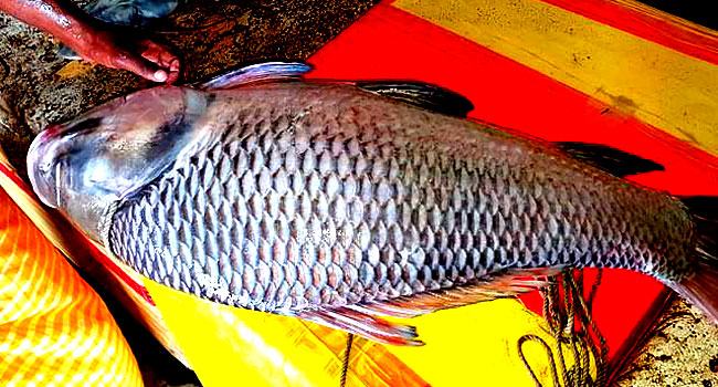 এক কাতল বিক্রি হলো ২৫ হাজার টাকায়