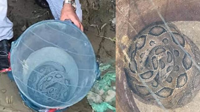 জালে ধরা পড়া বিষধর ‘রাসেল ভাইপার’ সাপটি দুর্গম চরে অবমুক্ত