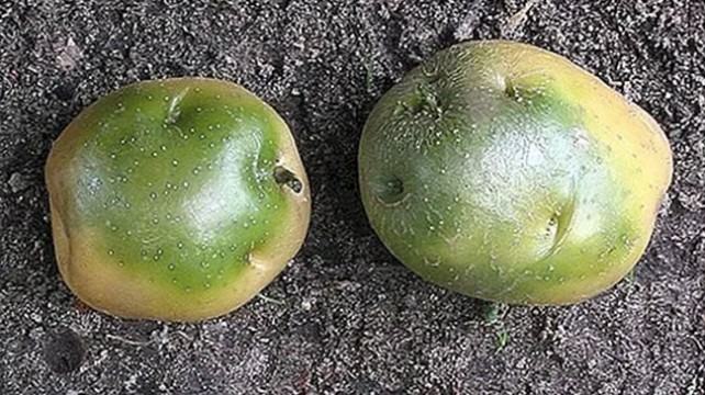 সবুজ দাগ হওয়া আলু খেলে যে ক্ষতি হতে পারে
