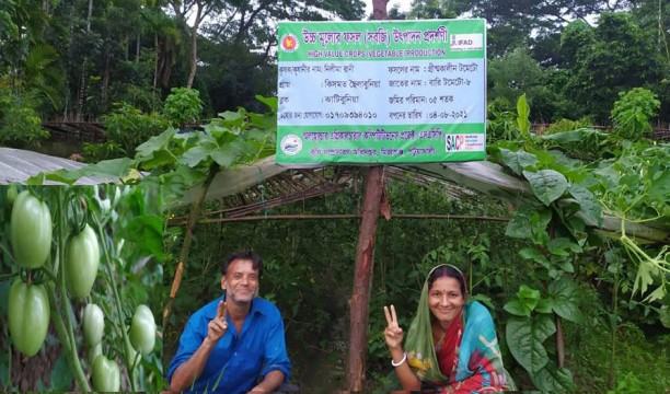 গ্রীষ্মকালীন টমেটো চাষে সফল নিলীমা রানী