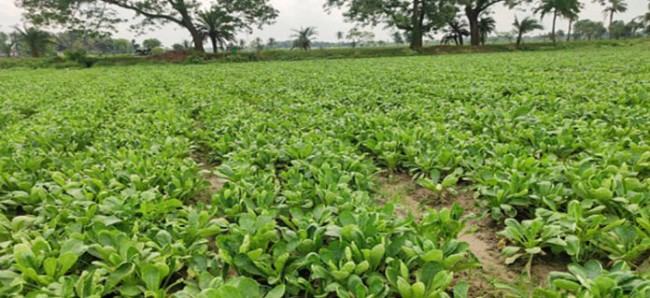 মুলা চাষে অতি লাভ, তৃপ্তির হাসি কৃষকের মুখে