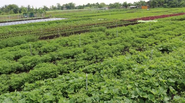 মালয়েশিয়ায় বাংলাদেশী সবজি-মাছ চাষে বাড়ছে কর্মসংস্থান