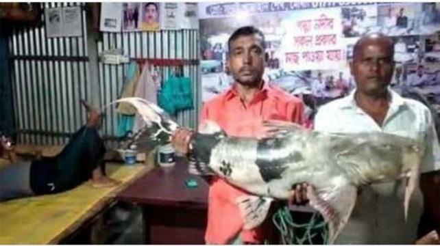 পদ্মায় ৩৫ কেজির বাঘাইড় বিক্রি হলো ৪৫ হাজার টাকায়