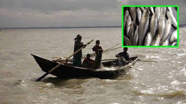 বেশি রফতানি কী অতিরিক্ত ইলিশ ধরার ঝুঁকি তৈরি করবে?