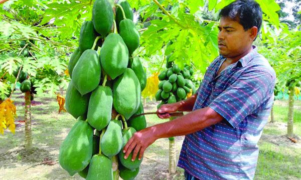 পেঁপে চাষে জসিমের চমক
