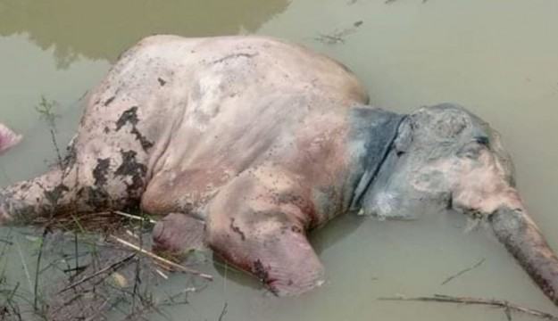 রোহিঙ্গা ক্যাম্প থেকে বন্য হাতির মরদেহ উদ্ধার